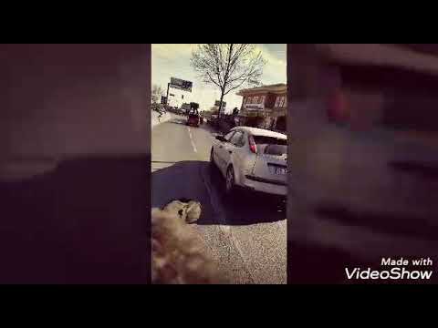 اسطنبول hasn hmidan