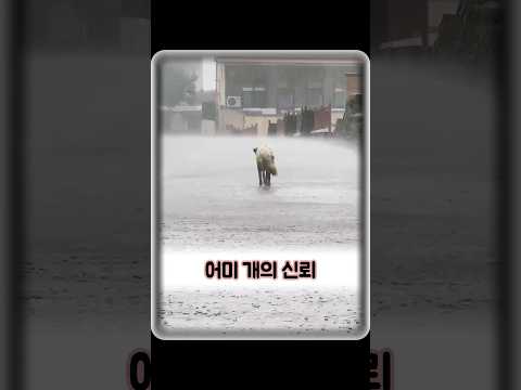 길개 한 마리가 거리에서 새끼를 낳았습니다. #animals #동물