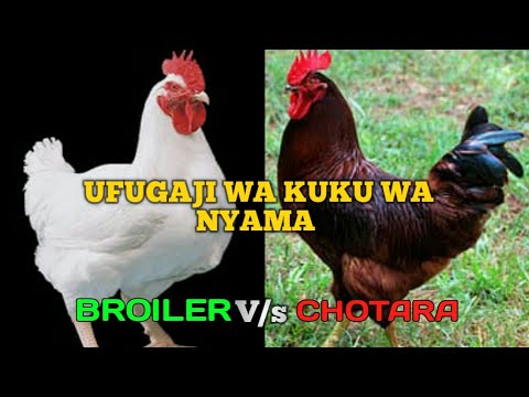 , title : 'Ufugaji wa Kuku wa Nyama Broiler Vs Chotara'