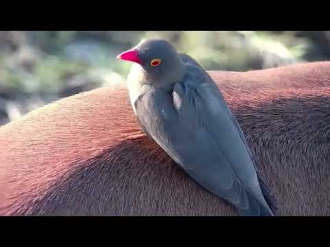 Djuma: Impala ram with Oxpeckers near cam - 16:07 - 08/05/2022