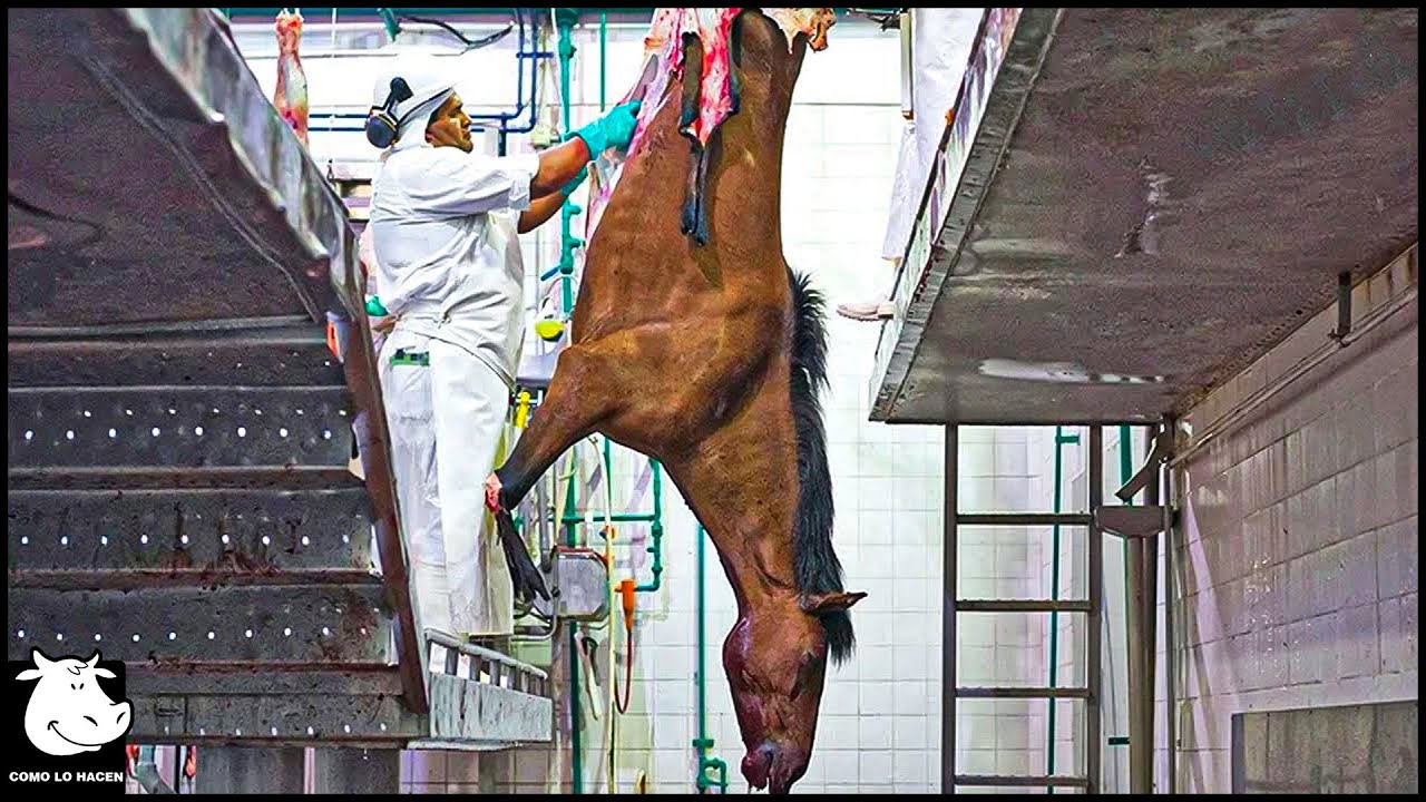 ¿Qué Hacen Dentro Del Matadero De Caballos Más Grande Del Mundo? Procesamiento De Carne De Caballo