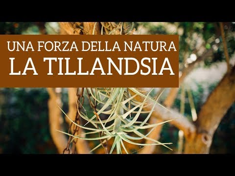 , title : 'Una vera forza della natura, la Tillandsia!'