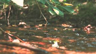 Lou Barlow - Pulse (Album Audio Only)