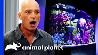 Eel or No Eel?: Howie Mandel&#39;s Tank Reveal