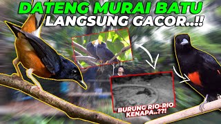 Download lagu KEPODANG DADA MERAH TERBANG DI AVIARY. MURAI BATU GACOR. RIO-RIO TIBA2 JATUH...!! mp3