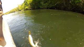 preview picture of video 'Fly Fishing Lake Taneycomo | Big Brown Trout Streamer Fishing on Lake Taneycomo'