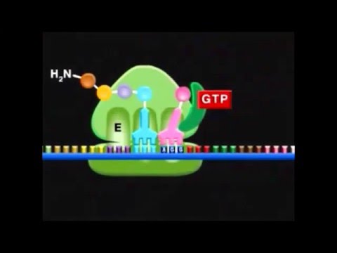 Traducción, la etapa de elongación