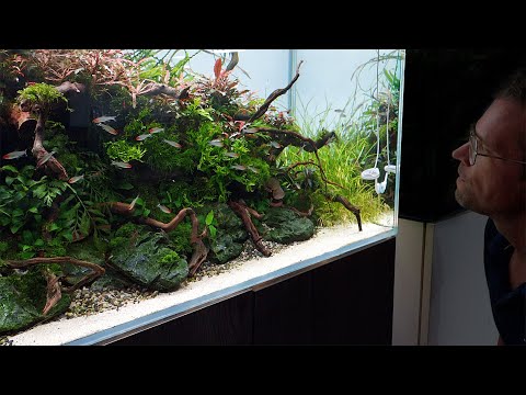Deep Chill with this Beautiful Nature Aquarium Aquascape