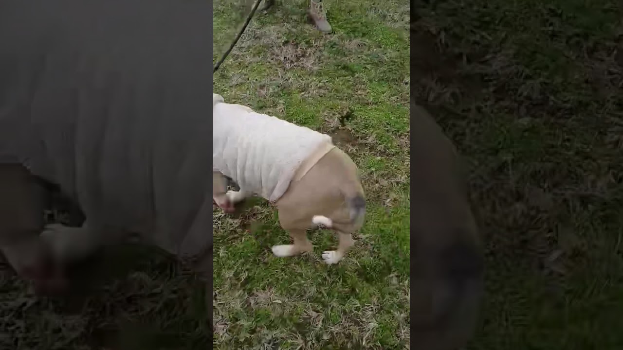 Enlarge Fiona - URGENT FOSTER NEEDED, a ADOPTABLE mixed breed in Franklin, TN video 6/6