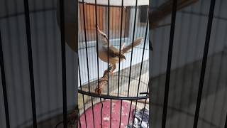 Download lagu Ciblek sawah ‼️Mewah ngebren panjang mp3 Download lagu Ciblek sawah ‼️Mewah ngebren panjang mp3