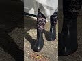 Trippen In Style