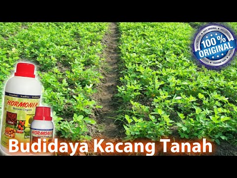 Metode Arab pembesaran penis Vaseline dapat memperbesar penis Anda