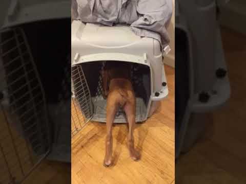 Duke Dog Training / Coaching video.