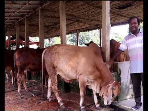 পাবনায় খামারে ২ লাখ গবাদি পশু |