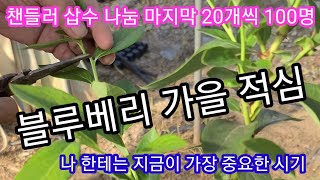 블루베리 가을적심 하면서 챈들러 삽수나눔 마지막 20개씩 100명 합니다 블루베리 가지치기,전지,전정 블루베…