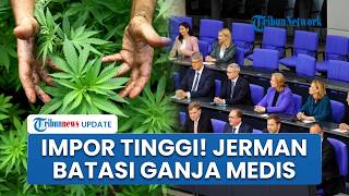 Lonjakan Penggunaan Ganja Medis di Jerman Usai Legalisasi 2024 Picu Celah Hukum, Akses Diperketat