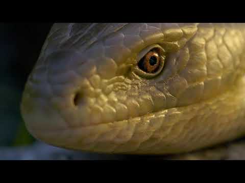 Krka Wild Nature - Reptiles & Amphibians