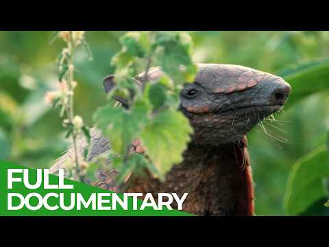 Wild Brazil Heartland of Flame and Thunder