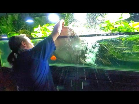 Motoro Stingray Potamotrygon motoro feeding aquarium