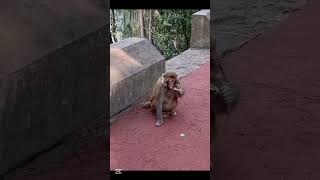 Download lagu Monyet lucu prank petasan #lucu #funny #prank mp3