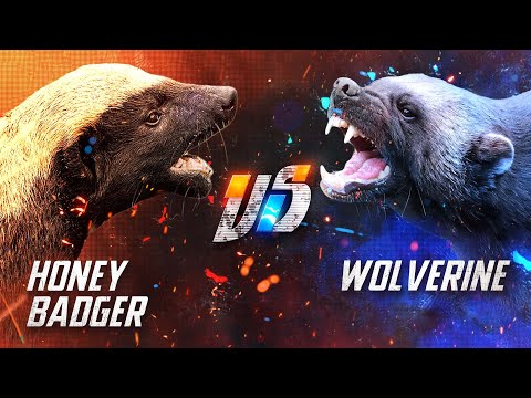 Wolverine VS Honey Badger