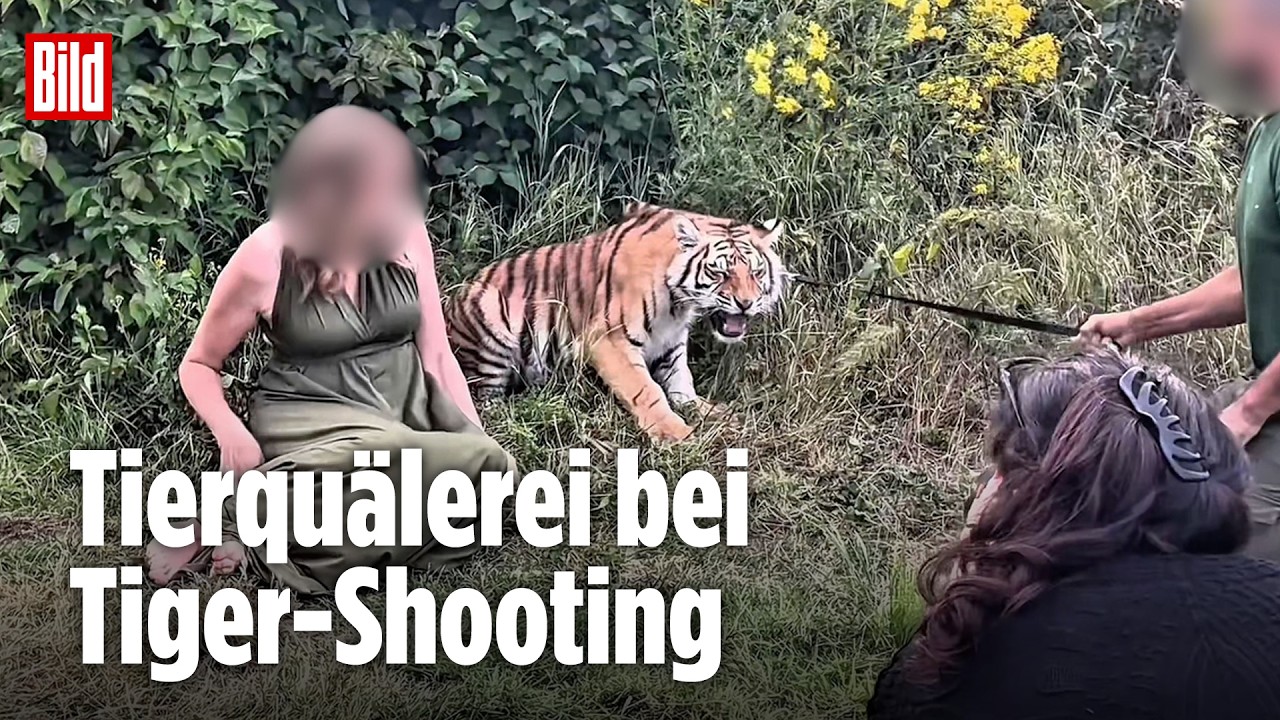 TIGER-QUÄLEREI: Stephan Pütz entlarvt Dompteur – Strafanzeige erstattet!