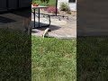 Beabull dogs for sale: Charlie - Video 1