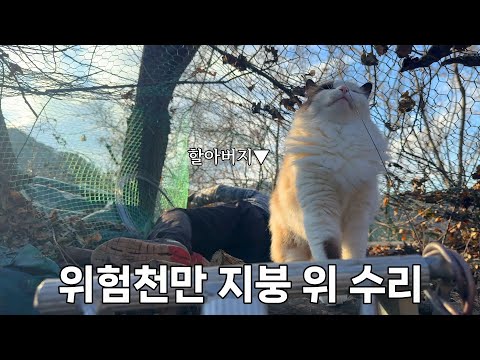 할아버지가 이렇게까지 했는데 또 탈출하나요..?