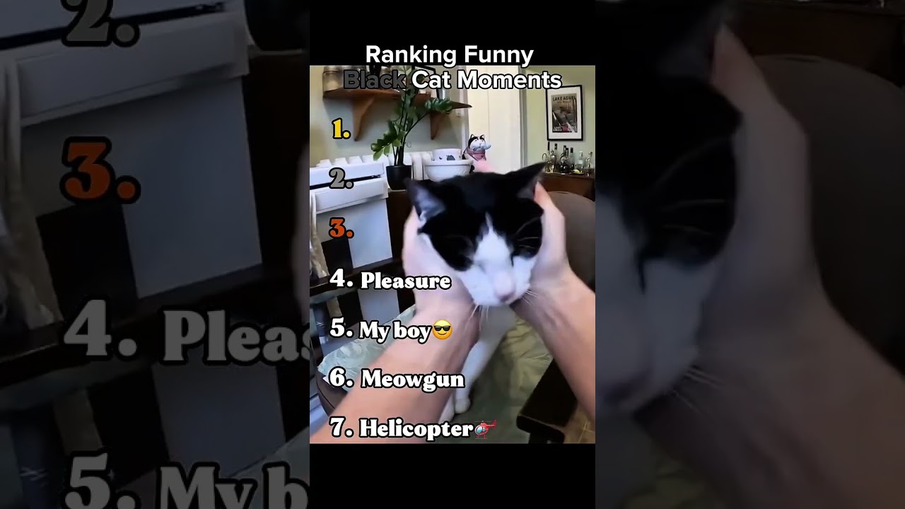 Ranking Funny Black Cat Moments