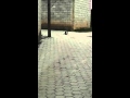 Free porno with cats hahah Free porno with cats hahah