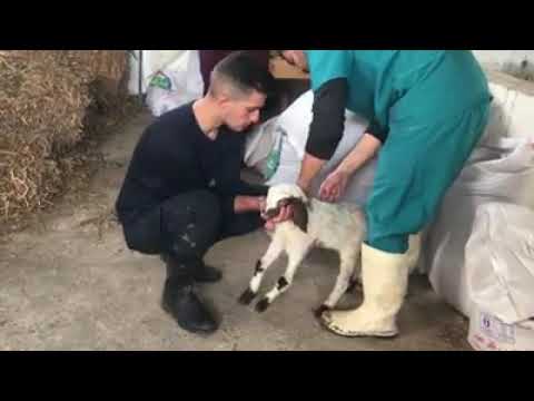 وصف مساق عيادة بيطرية مع د. نمر خريم في كلية الزراعة والطب البيطري