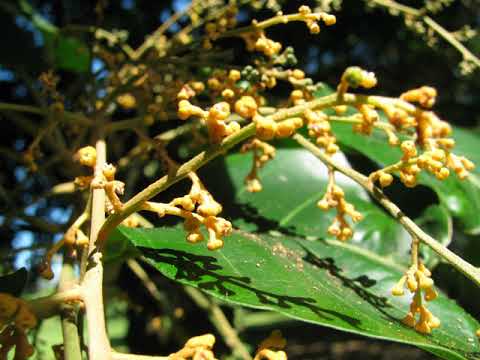 TOA-KO-'AHOPANILOLO (MA'UFANGA) MAVAE MOE 'OFA'ANGA