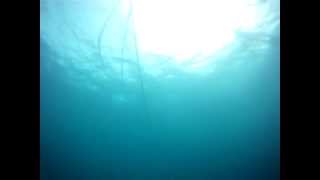 preview picture of video 'Pesca a pulmon de Jurel, Oeste de Tierrabomba, Cartagena'