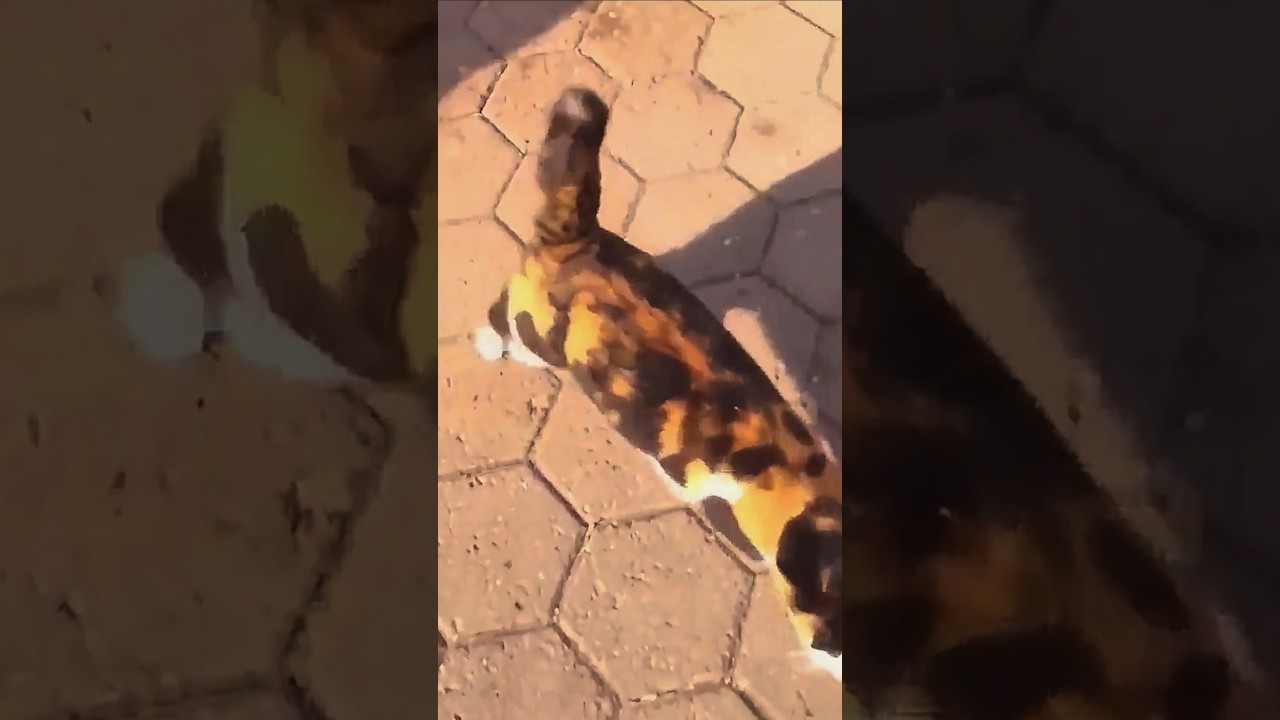 ちょっと大きい猫みたいなウンピョウ