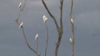 preview picture of video 'Corella Cacophony : Australian native birds'