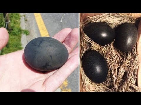 , title : 'Kümeste 3 Siyah Yumurta Buldu... İçinden Çıkanları Görünce Çok Şaşırdı!'