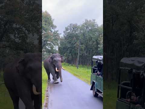 കാട്ടാനയ്ക്ക് മുന്നിൽ പെട്ടാൽ പേടിക്കല്ലേ.!!