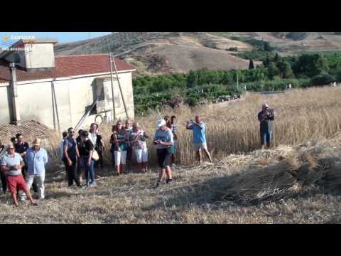 Guardavalle - Trebbiatura del grano Senatore Cappelli