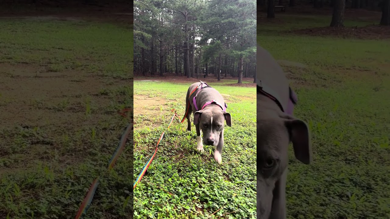 Enlarge Ophelia, a Adoptable Pit Bull Terrier in Roxboro, NC video 6/6