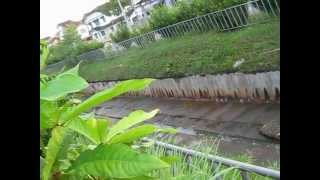 fertilizing free agriculture project at malaysian home garden