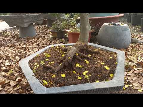 ngắm hoa mai nở ngày 2 tết tân sửu vườn kiểng tường vân ĐT zano 0977267392