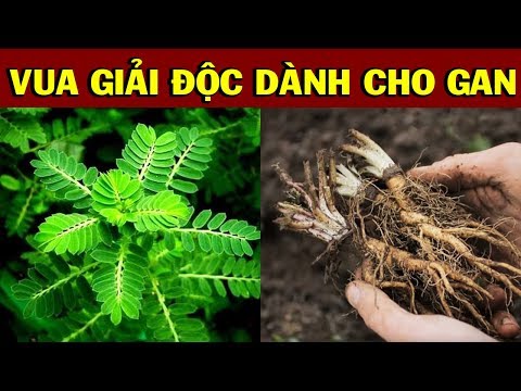 Giải Sạch ĐỘC TỐ Trong GAN Chỉ Từ 2 Ngàn Đồng Mỗi Ngày Chẳng Tốn 1 Viên Thuốc Làm Sớm Sẽ Trường Thọ