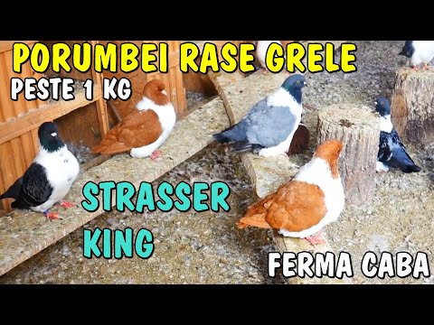 Country Life - King Pigeons, Strassers and other breeds at Denis Caba's home