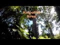 New Zealand  Kauri forest loop walk in Waitakere Auckland
