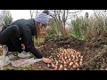 How to Plant Daffodil and Tulip Bulbs for Cut Flowers 🌷 // Northlawn Flower Farm