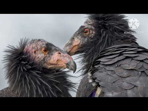 California Condors | WE DO NOT OWN THIS VIDEO Eco-Concern does |