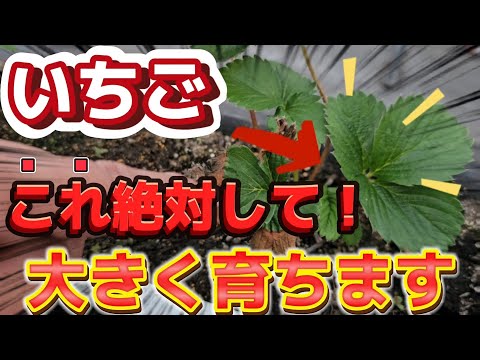 アジアユリの植え方は？メンテナンスと開花  庭園