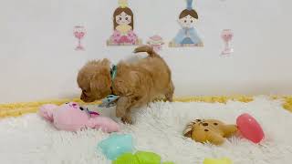 ハーフ犬の動画01