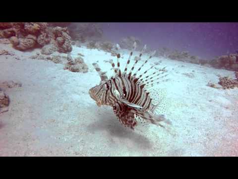 Best of Brothers   Daedalus   Elphinstone Safari