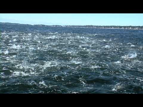 Insane Bluefish Blitz - Feeding Frenzy on Bunker